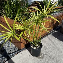 Papyrus Potted Plant For Pond & Garden 