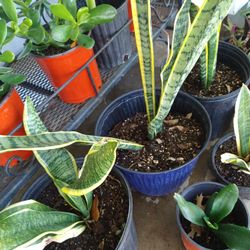 Lengua De Suegra En Tres Galones 