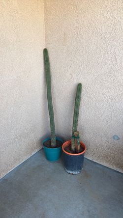 Two Tall Columnar Cacti in Pots