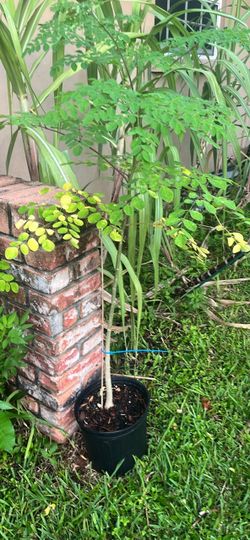 Moringa Tree Live Plant in Pot
