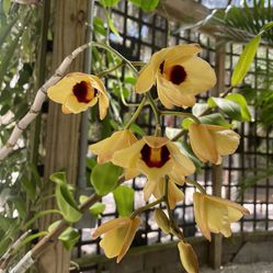Orchid Den. Gatton Sunray 