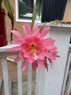 blooming epiphyllum