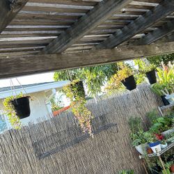 Hanging Plants Outdoor 
