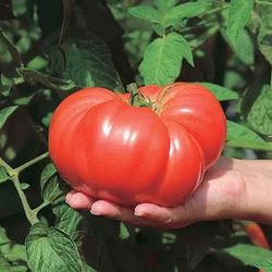 Brandywine Tomato Plants - 1 Gallon