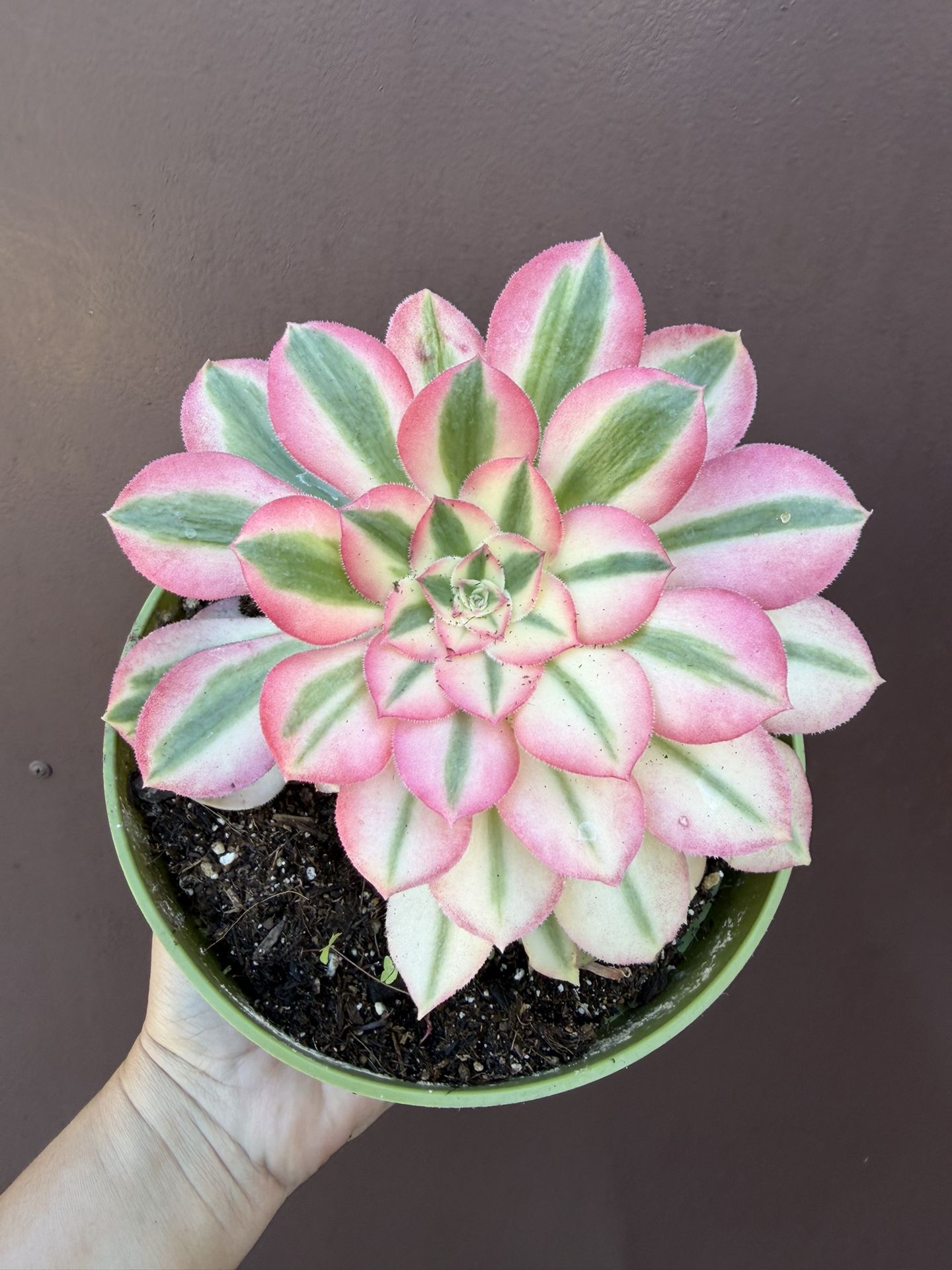 Aeonium Pink Witch In 6” Pot