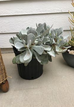COOL SUCCULENT