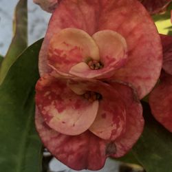 Corona De Cristo Golden Topaz