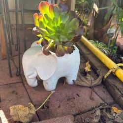 Elephant Planter With Succulent