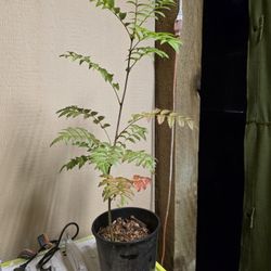 Rowan Tree Mountain Ash