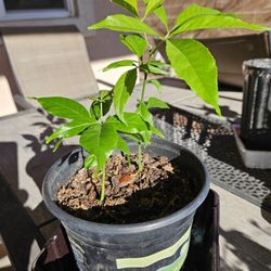 White sapote (Casimiroa edulis) seedling