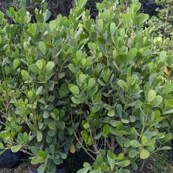 Clusias Over 6 Feet Tall Over The Pot Instant Privacy Hedge For Fence 