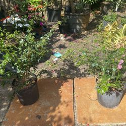 Bougainvillea 