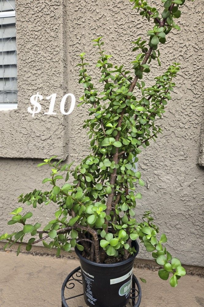 Plant, Outdoor Plant, Indoor Plant, House Plant, Home Decoration, Office Decoration, 