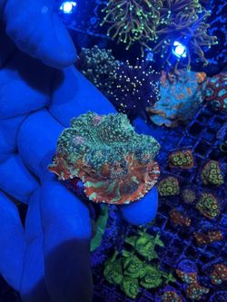 Chalice Frags And All Sorts Of Other Coral 