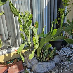 Flowering Cactus And Aloe 