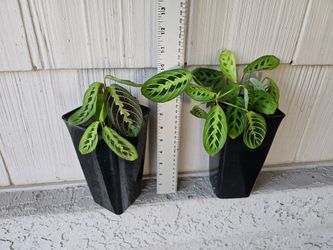 Red Maranta, Lemon lime Maranta (Prayer Plants)