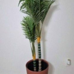 5ft Faux Golden Cane Palm in a 22in Sienna Resin Planter @ Lasting Creations