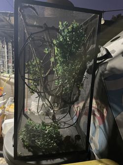 Reptile enclosure