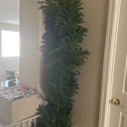 Fake Plant 