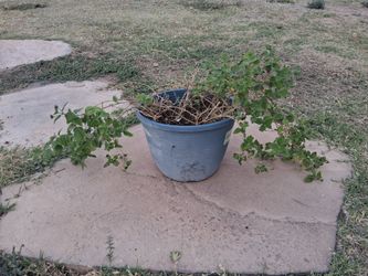 Live Outdoor Plant