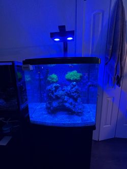 29 Gallon BioCube