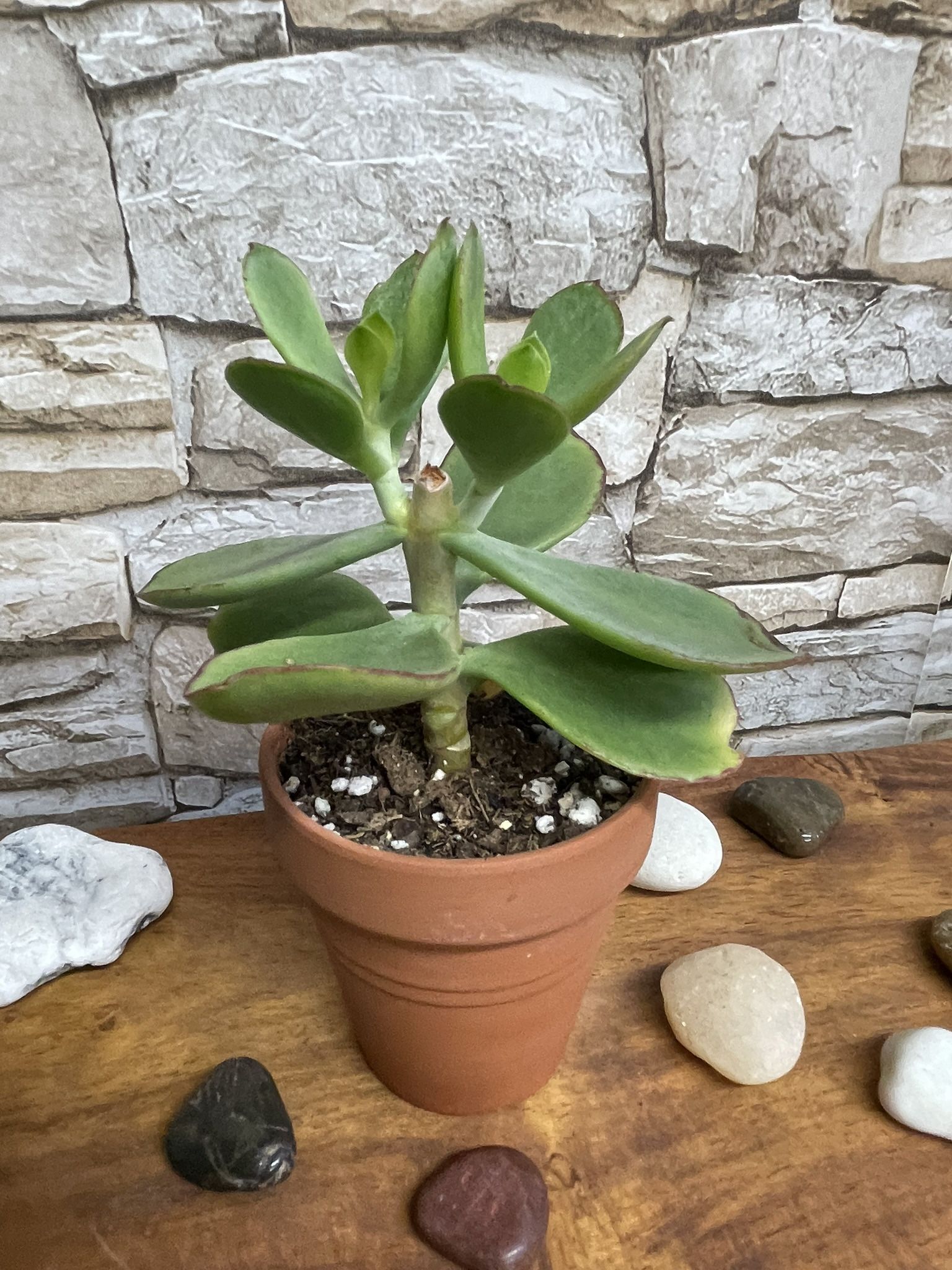Succulent House Plant In 3"H Clay Pot.