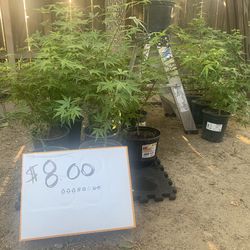 Japanese maple trees