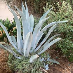 Blue Agave with Pups