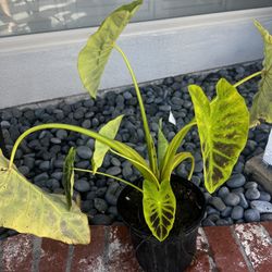 Colocasia Elephant Ear Plant 