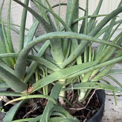 Fresh Aloe Vera (check desc for prices)