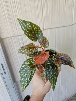 Begonia Pink Spot Plant