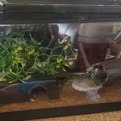 Lizard Geicko With Tank And Accessories 