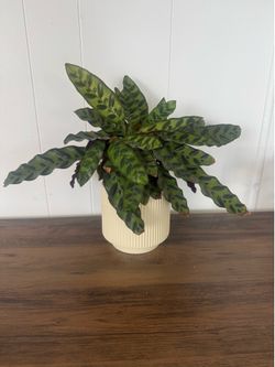 Plant