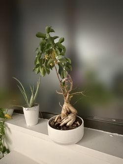 Ficus Ginseng Bonsai in Round White Pot