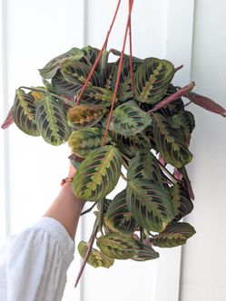 Red Maranta Plant 6" Pot - Indoor House Plants