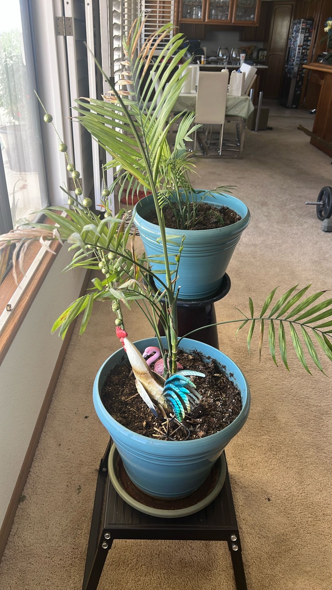 Palm plant