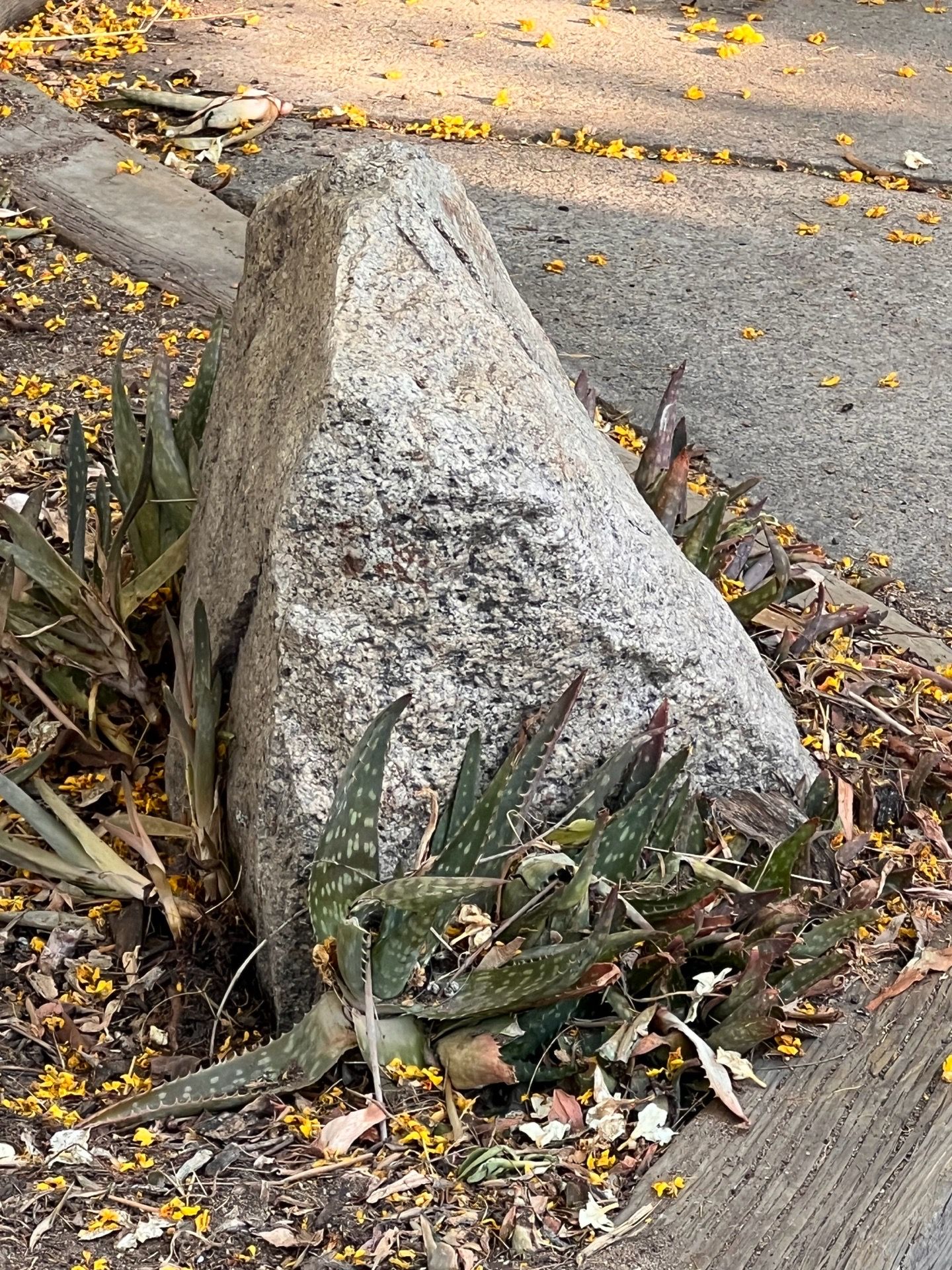 Free land scaping rocks.