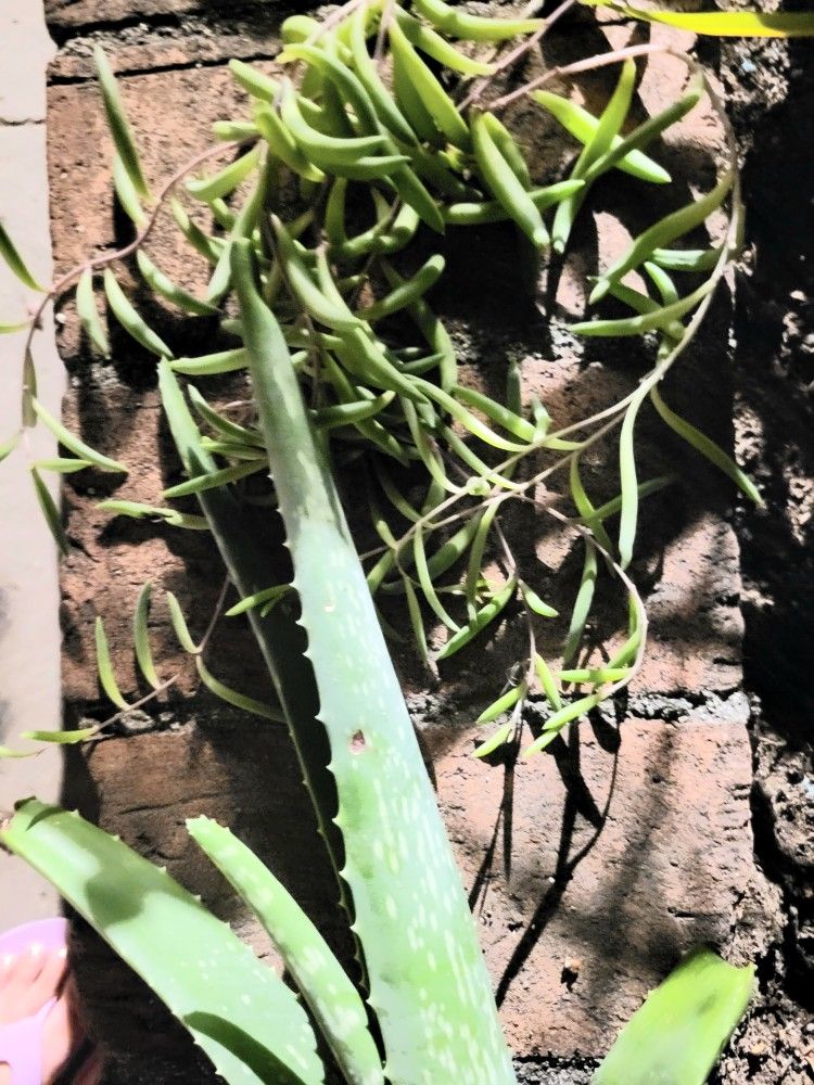 Free Aloe And Succulent Plants