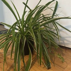 Mature Med-Large Spider Plant 