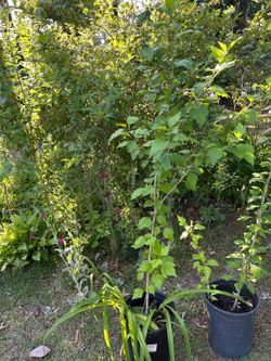 Rose of Sharon plants