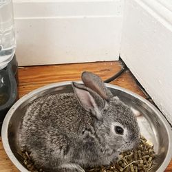 Conejos Ala Venta En Waterbury CT :::$Rabbits Wing For Sale In Waterbury Connecticut 25 Dollars 
