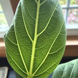 Ficus Audrey