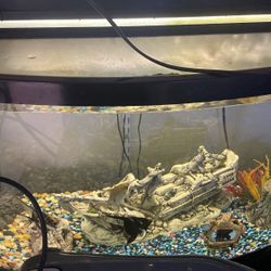 55 Gallon Fish Tank 