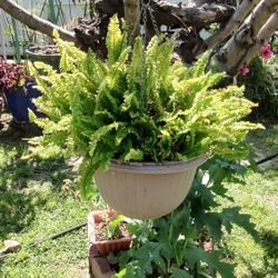Assorted Ferns Different Types
