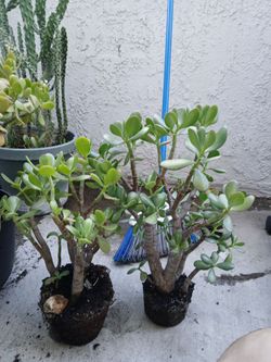 Jade Plants No Pots