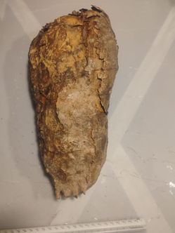 Large Natural saguaro boot