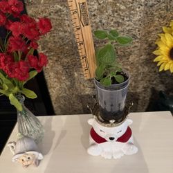 House Plant- Vicks 