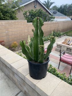 Cactus