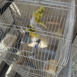 Bird cages