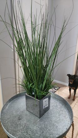Decorative plant
